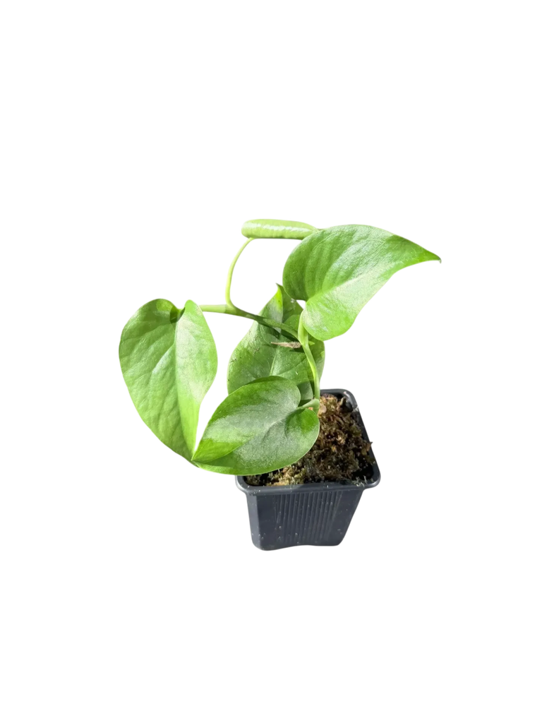 Monstera 'Dubia × Deliciosa' — Pot Ø 8 cm (Botanic Hybrid)