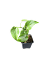 Monstera 'Dubia × Deliciosa' — Pot Ø 8 cm (Botanic Hybrid)