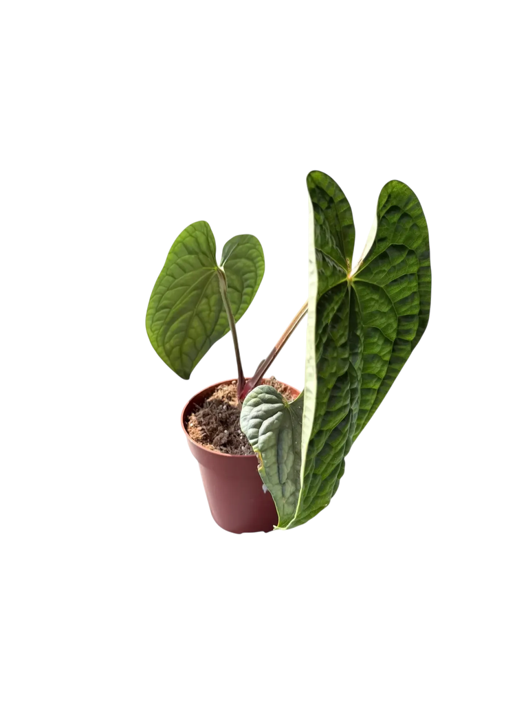 Anthurium luxurians — Pot Ø 12 cm