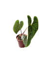 Anthurium luxurians — Pot Ø 12 cm