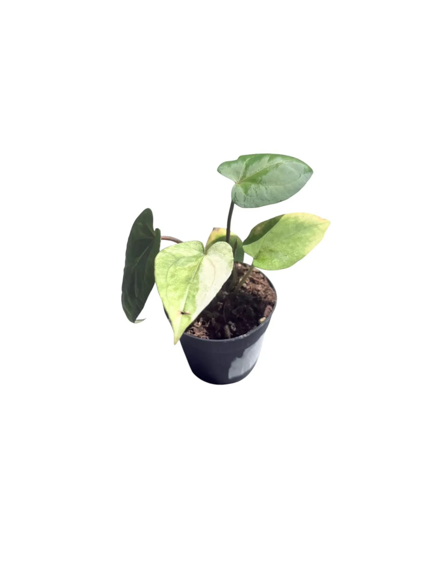 Anthurium 'Red Vein Dark Phoenix' variegata — Pot Ø 6 cm