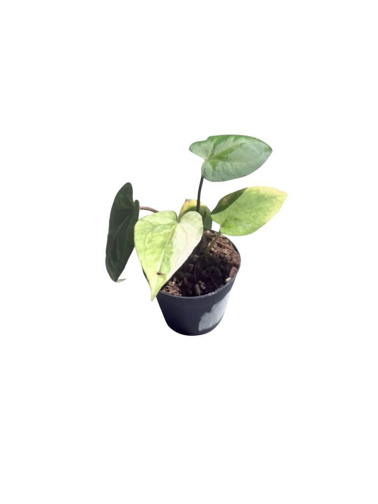 Anthurium 'Red Vein Dark Phoenix' variegata — Pot Ø 6 cm