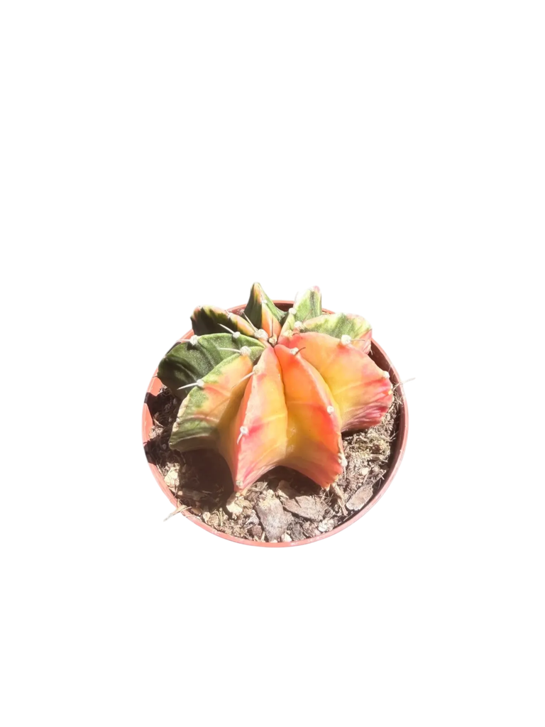 Gymnocalycium mihanovichii variegata — Pot Ø 8 cm