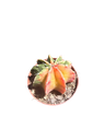 Gymnocalycium mihanovichii variegata — Pot Ø 8 cm