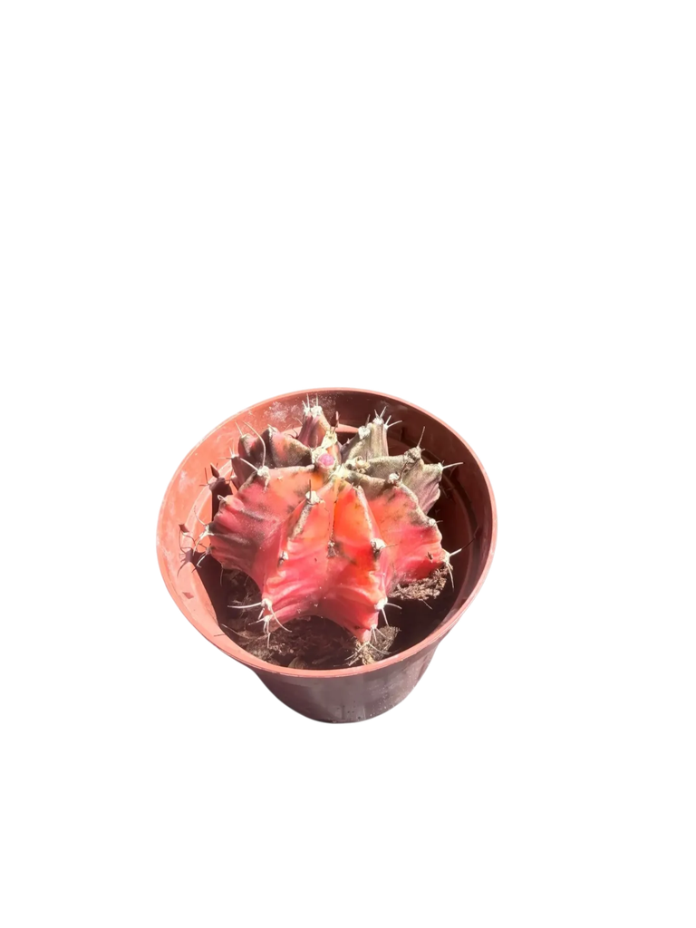 Gymnocalycium mihanovichii variegata — Pot Ø 8 cm
