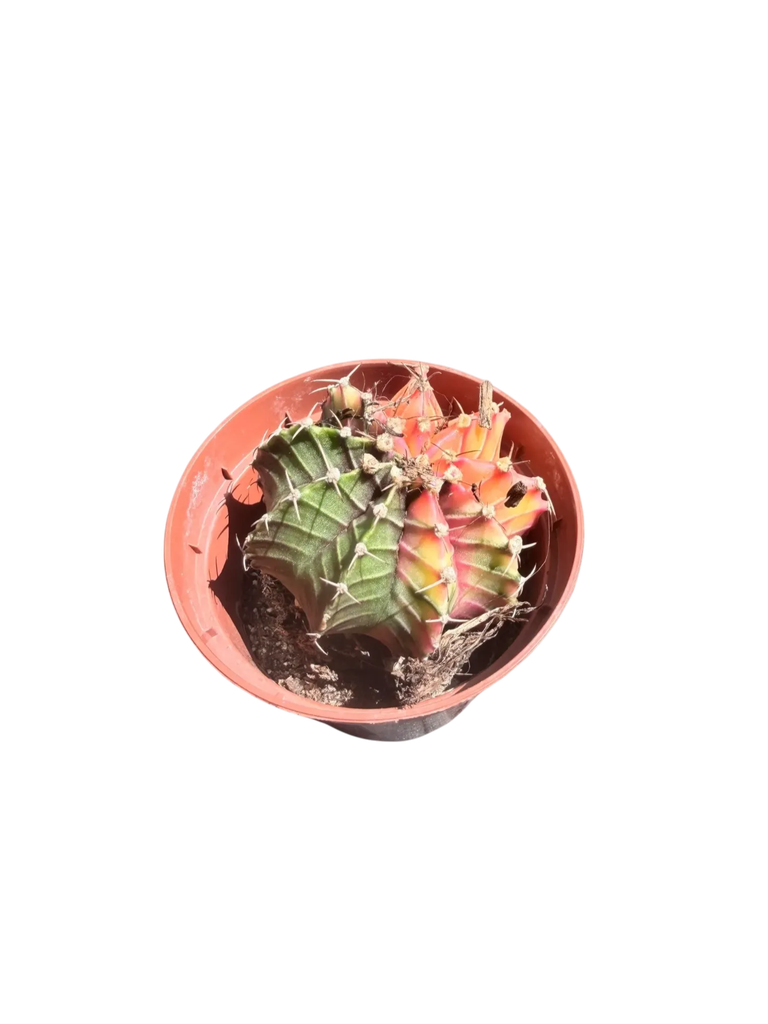 Gymnocalycium mihanovichii variegata — Pot Ø 8 cm