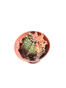 Gymnocalycium mihanovichii variegata — Pot Ø 8 cm