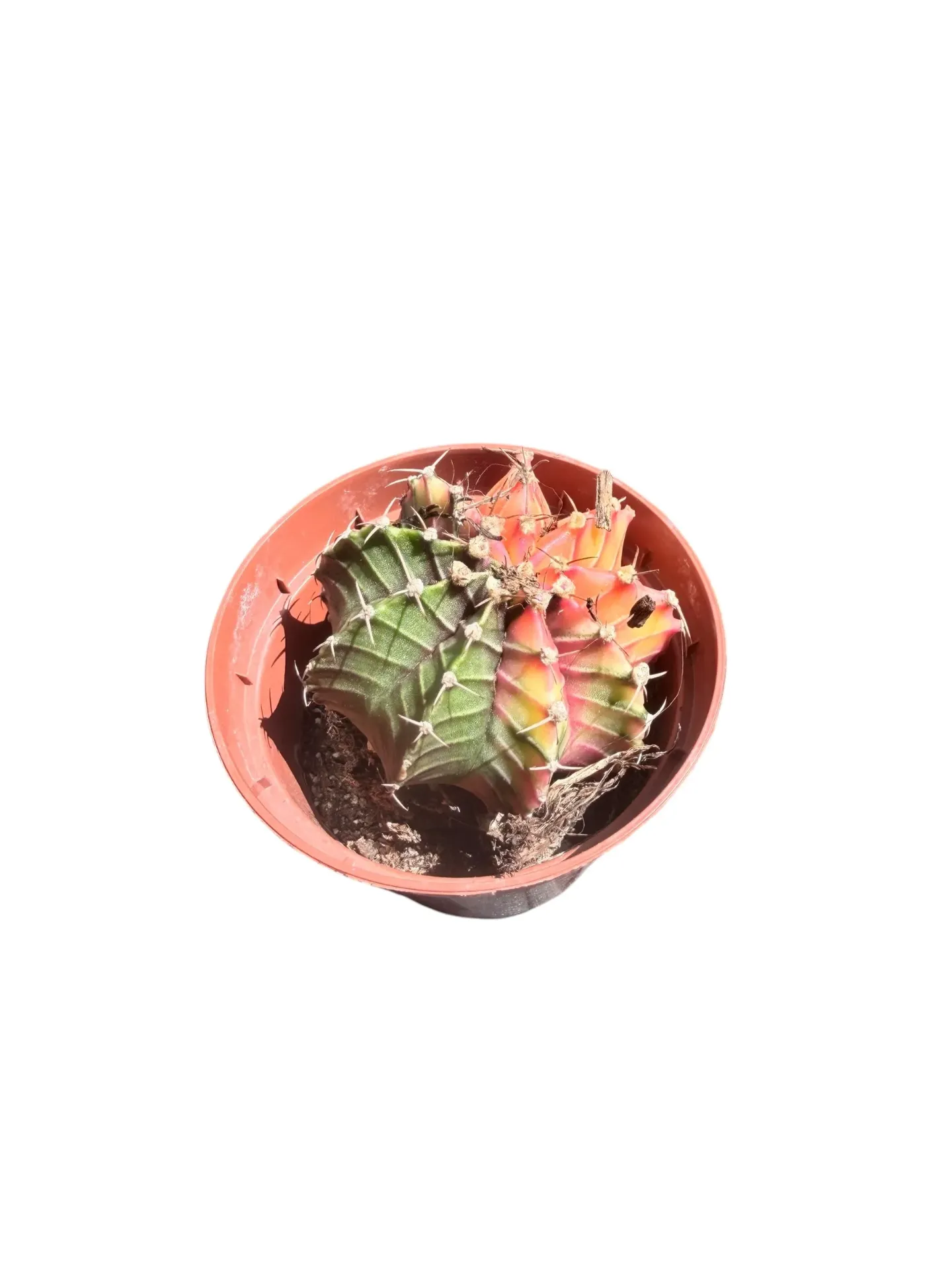 Gymnocalycium mihanovichii variegata — Pot Ø 8 cm