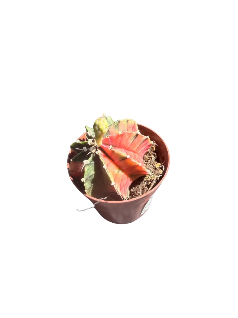 Gymnocalycium mihanovichii variegata — Pot Ø 8 cm