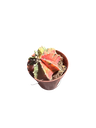 Gymnocalycium mihanovichii variegata — Pot Ø 8 cm