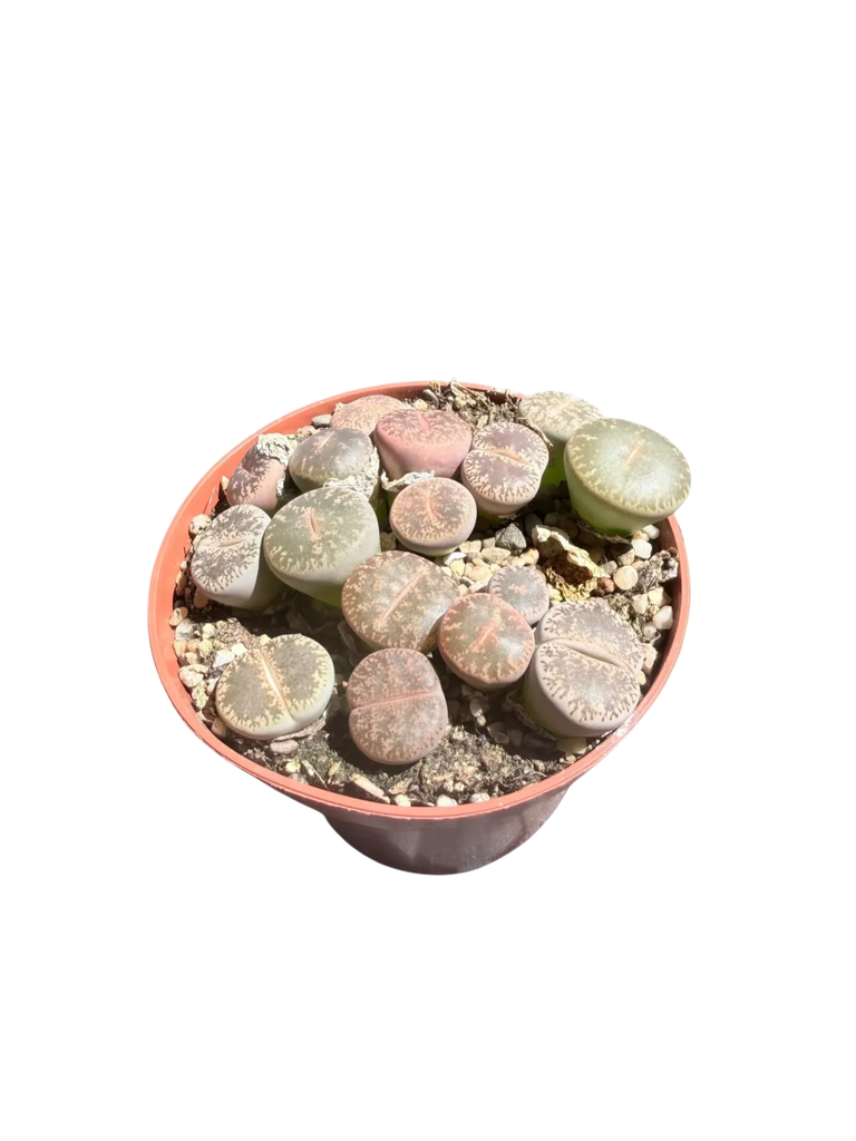 Lithops hybride — Pot Ø 8 cm