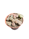 Lithops hybride — Pot Ø 8 cm