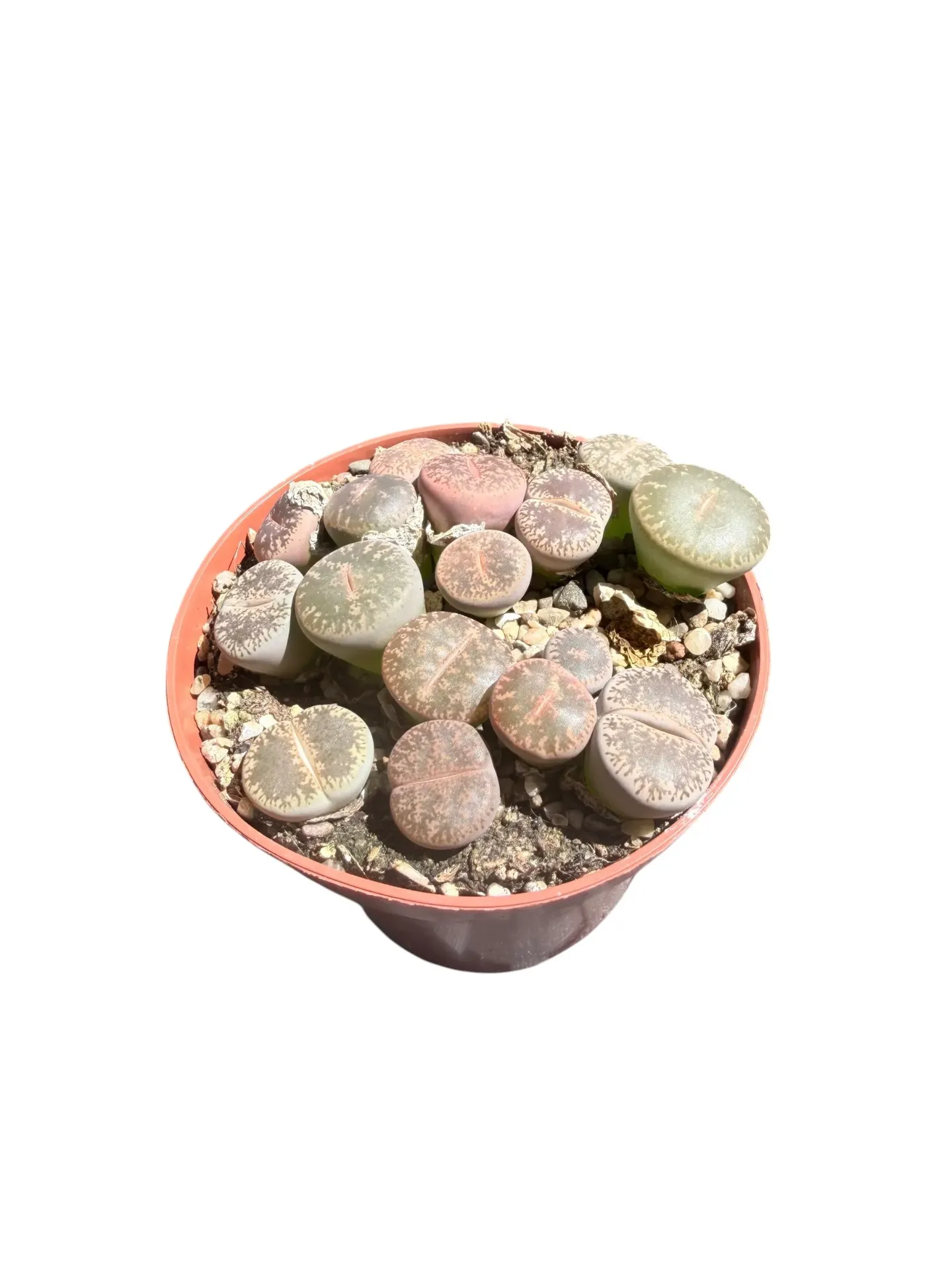 Lithops hybride — Pot Ø 8 cm