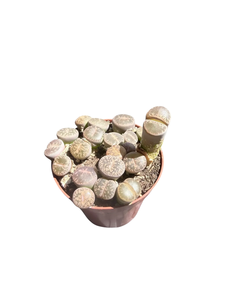 Lithops hybride — Pot Ø 8 cm