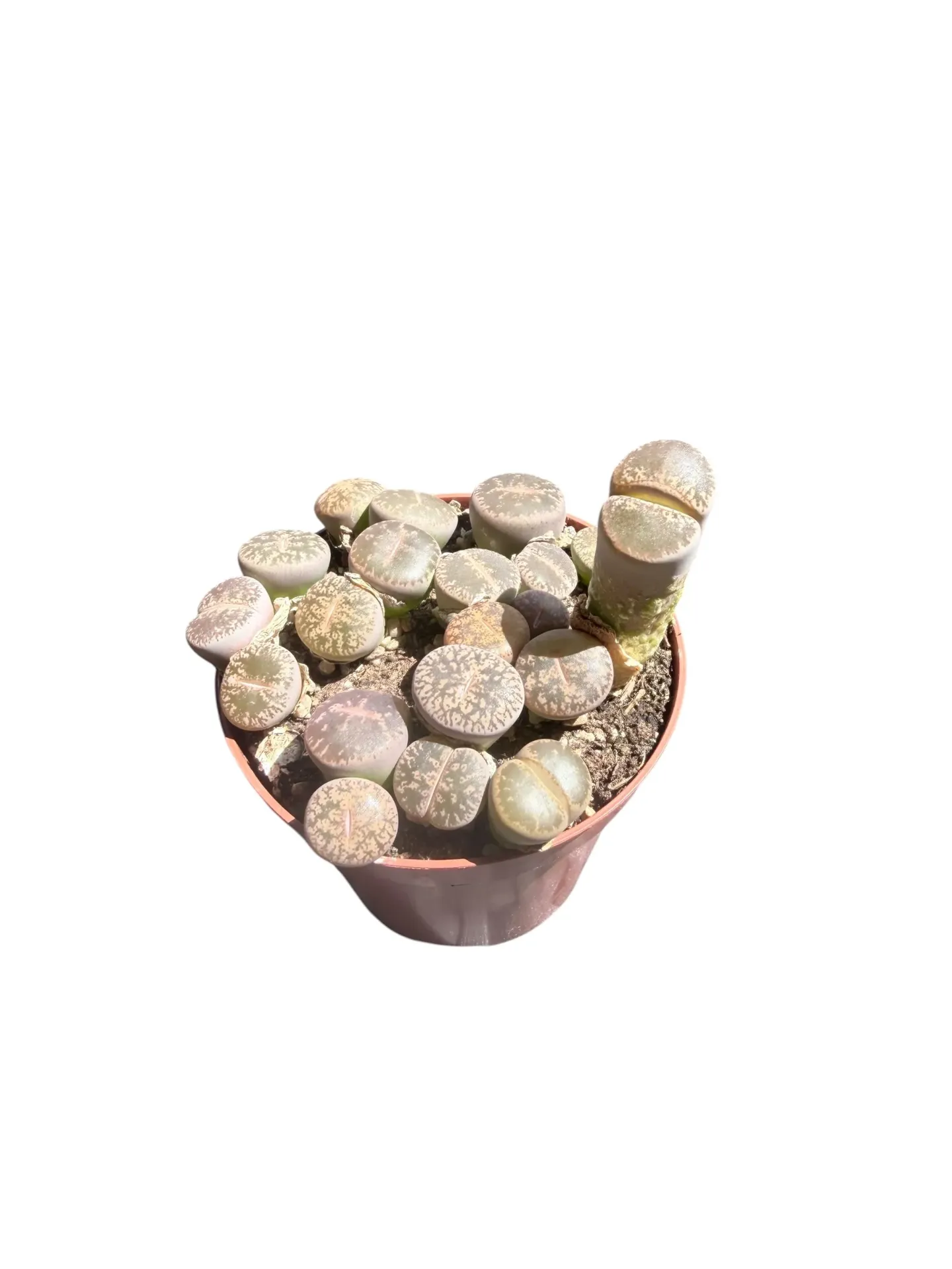 Lithops hybride — Pot Ø 8 cm