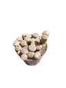 Lithops hybride — Pot Ø 8 cm
