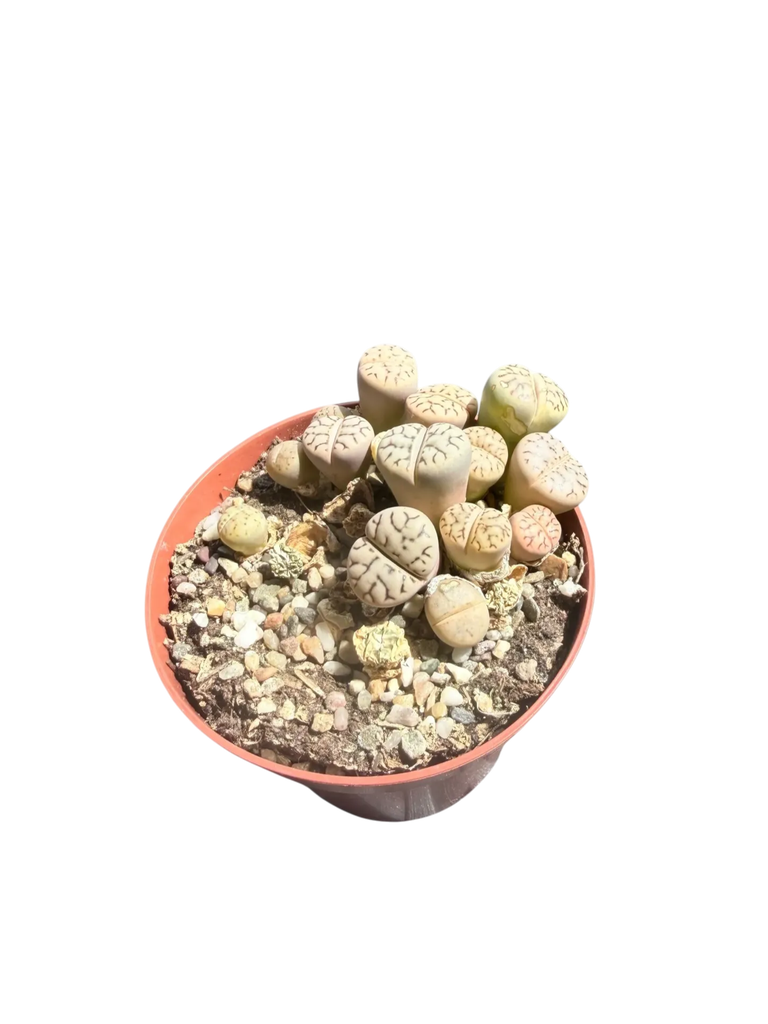 Lithops hybride — Pot Ø 8 cm