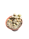 Lithops hybride — Pot Ø 8 cm