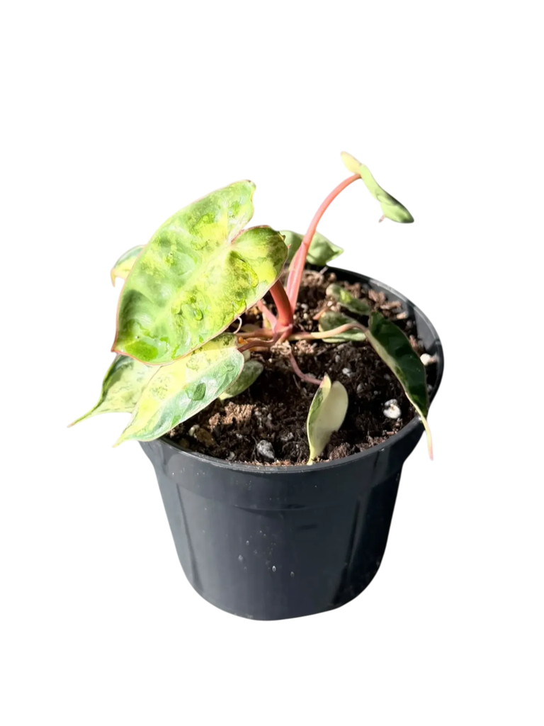 Philodendron billietiae variegata — Pot Ø 10 cm