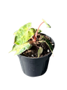 Philodendron billietiae variegata — Pot Ø 10 cm