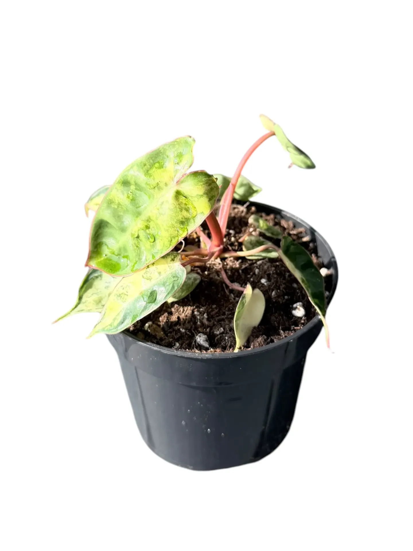 Philodendron billietiae variegata — Pot Ø 10 cm