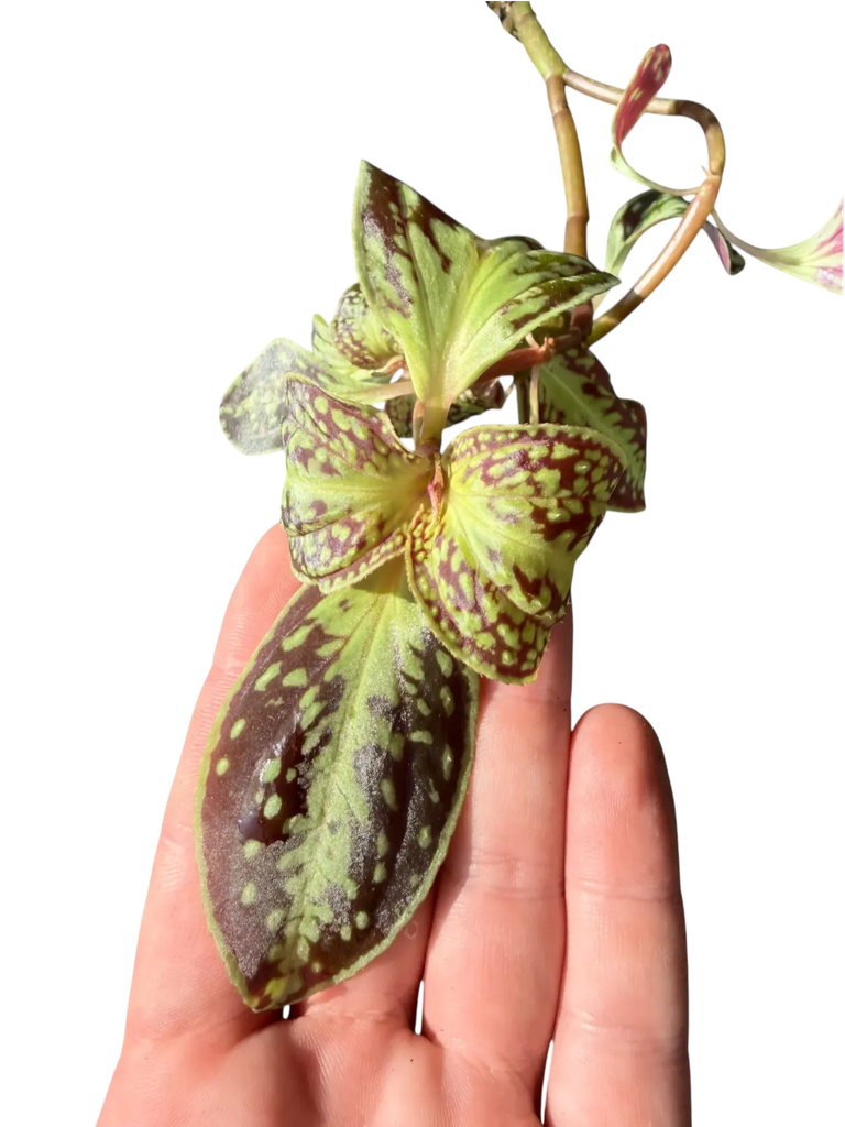 Sonerila cantonensis —