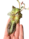 Sonerila cantonensis —