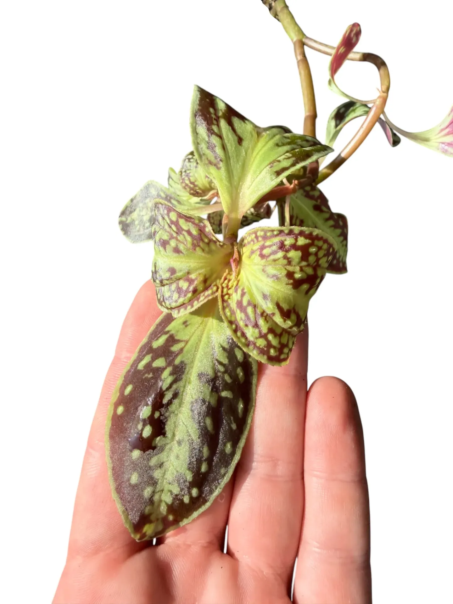 Sonerila cantonensis —
