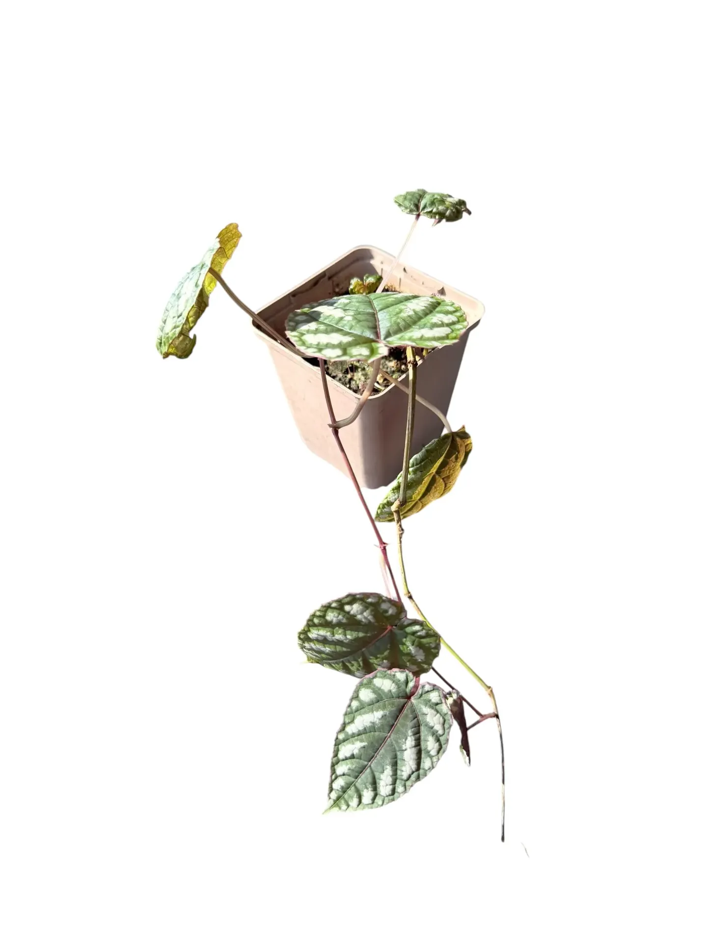 Cissus discolor —