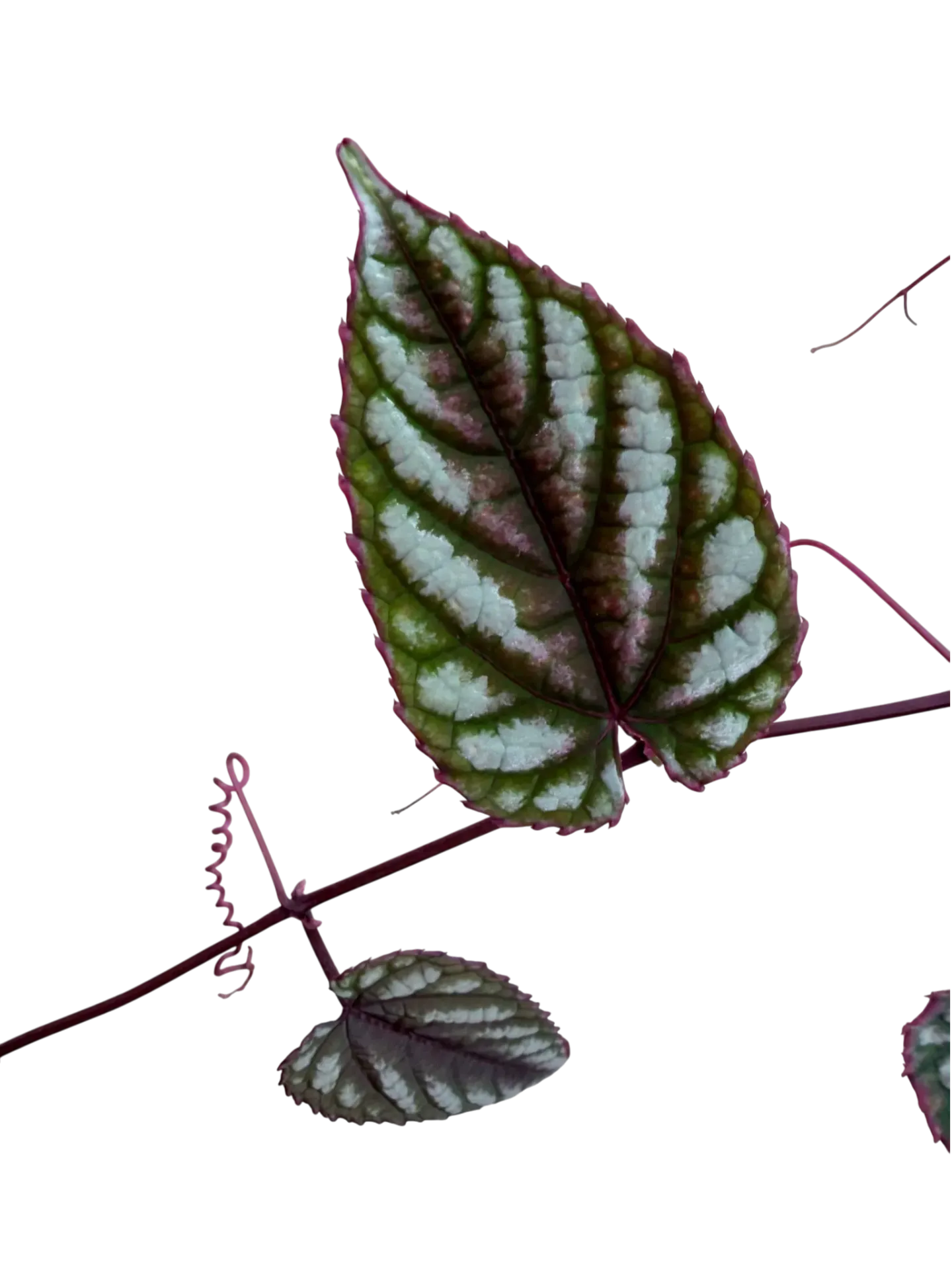 Cissus discolor —