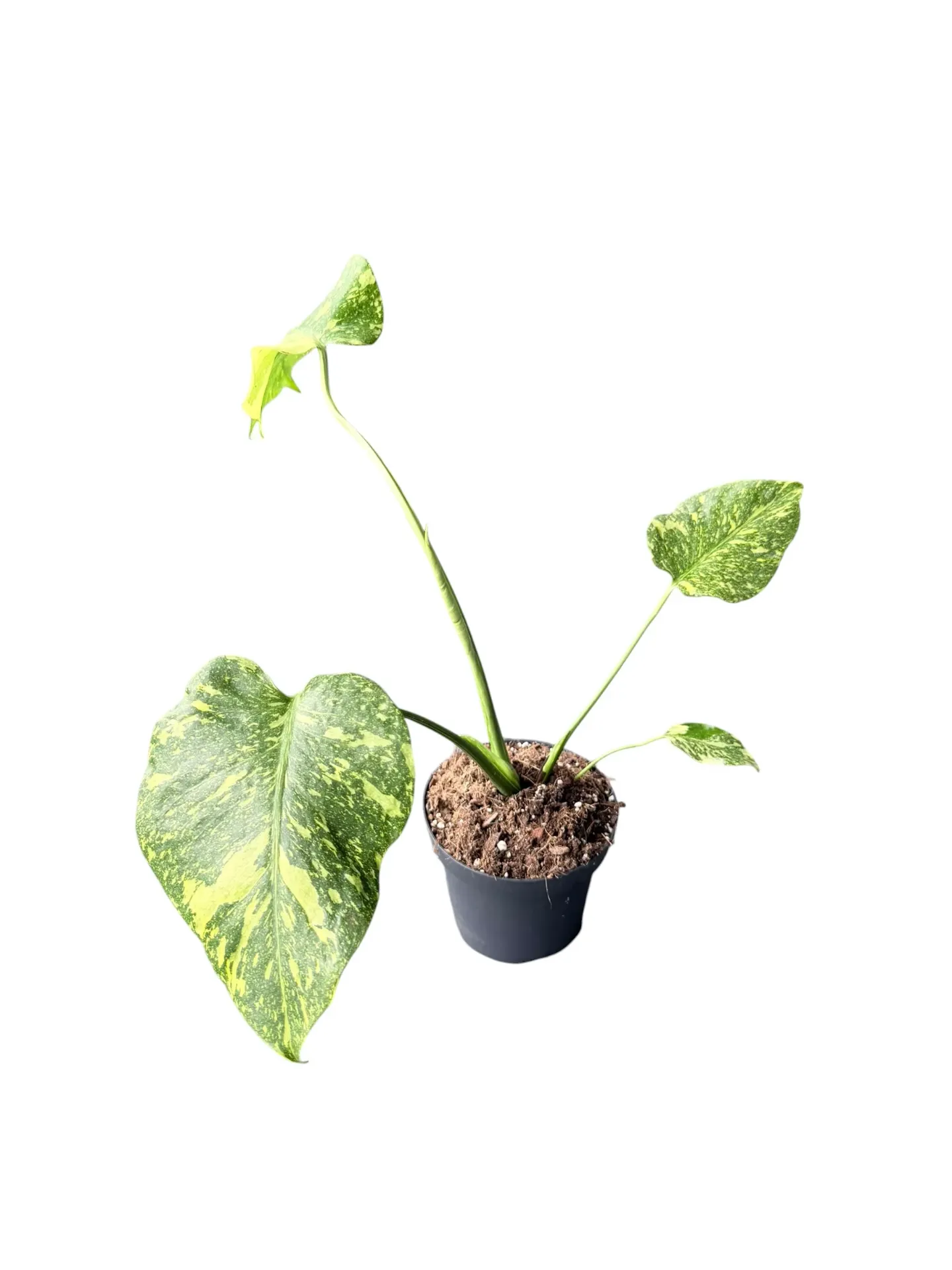 Monstera deliciosa 'Electrolight' — Pot Ø 14 cm