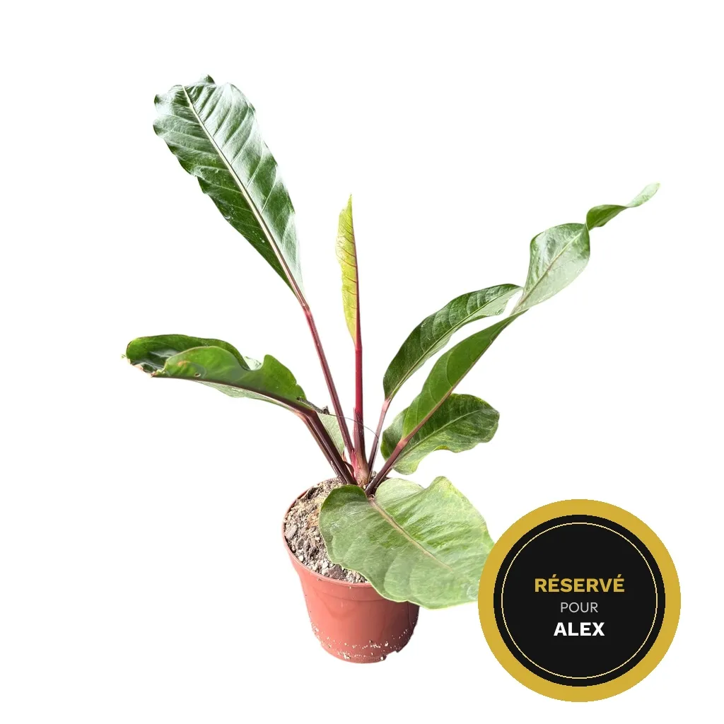 Anthurium Hookeri Variegata