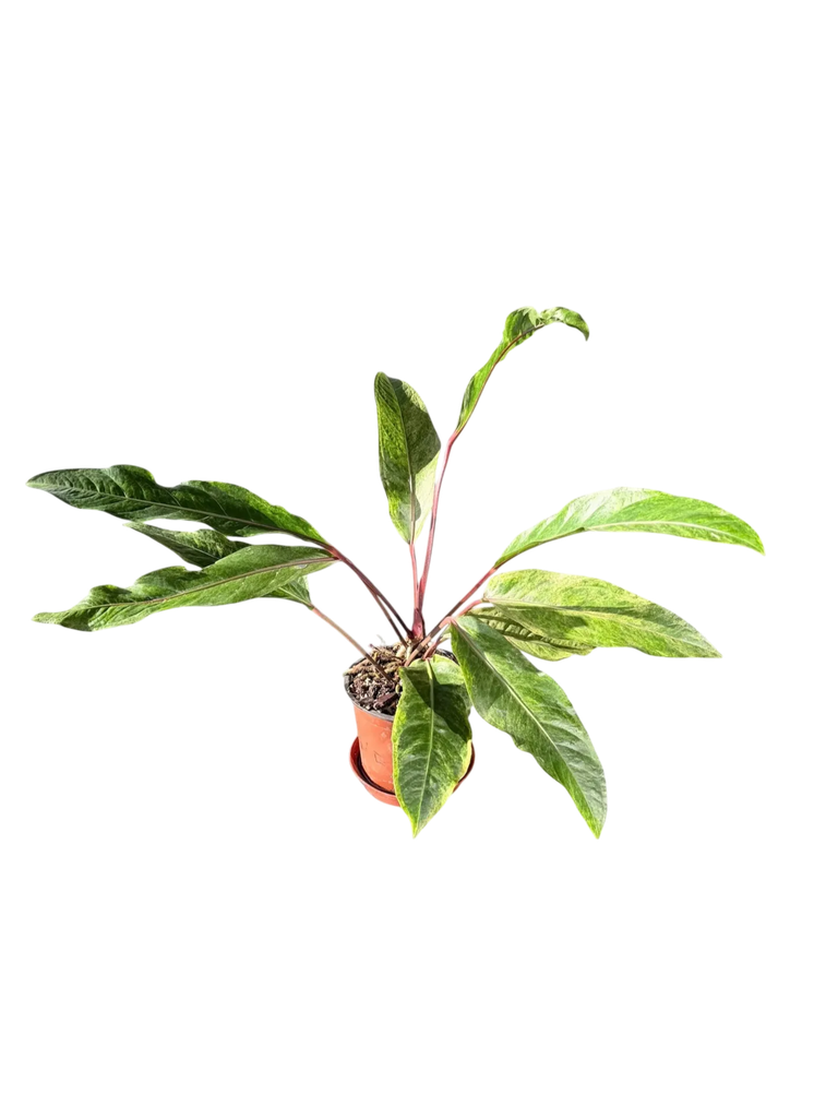 Anthurium hookeri variegata — Pot Ø 14 cm