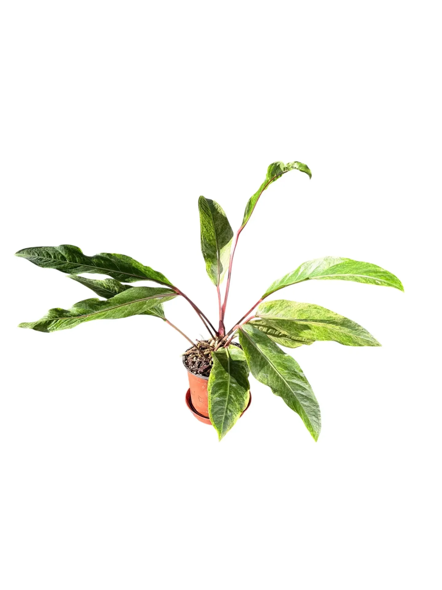Anthurium hookeri variegata — Pot Ø 14 cm