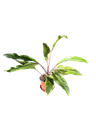 Anthurium hookeri variegata — Pot Ø 14 cm