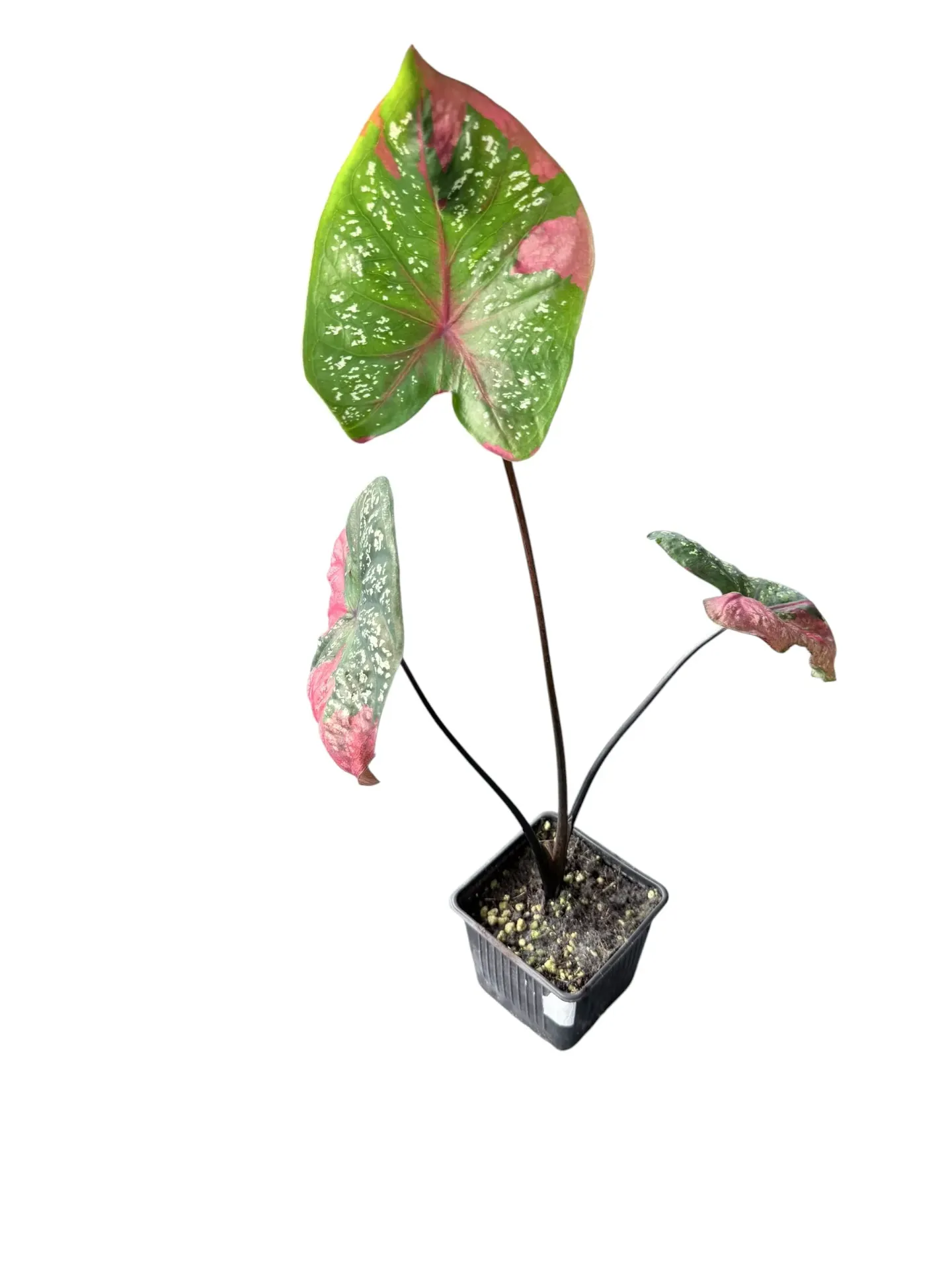 Caladium 'Red Beret' — Pot Ø 8 cm