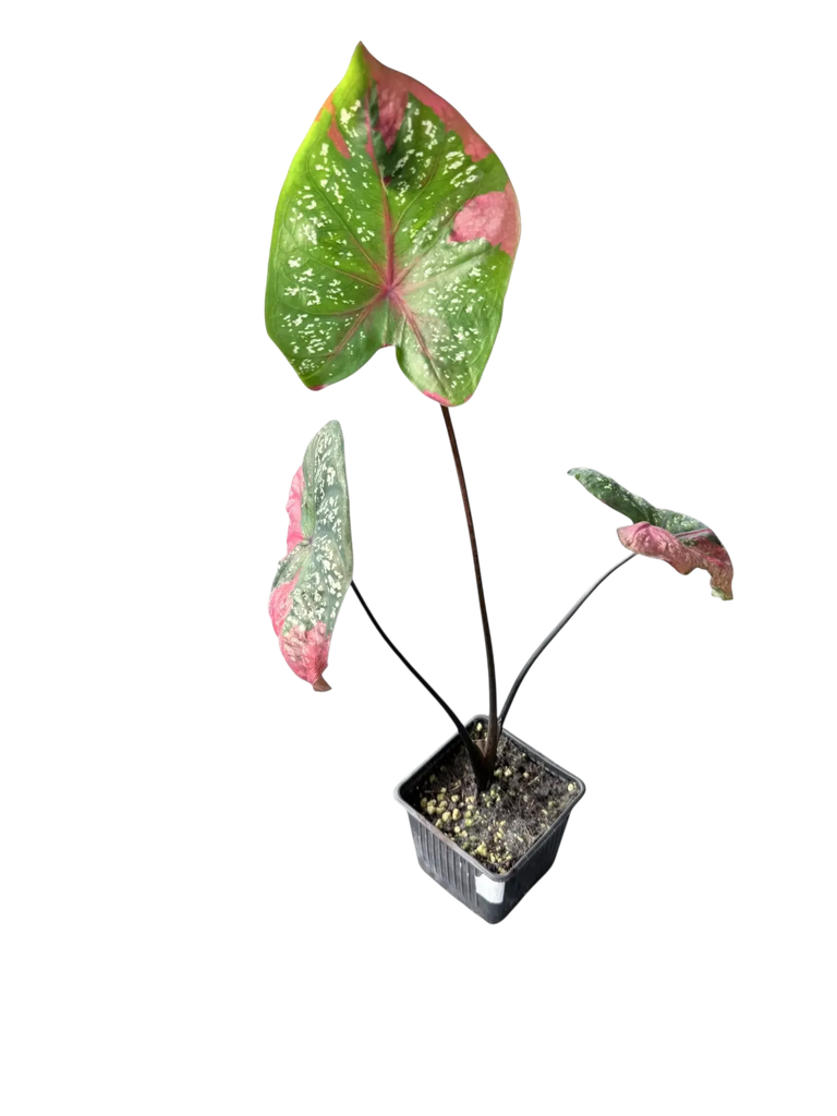 Caladium 'Red Beret' — Pot Ø 8 cm