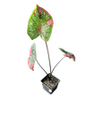 Caladium 'Red Beret' — Pot Ø 8 cm