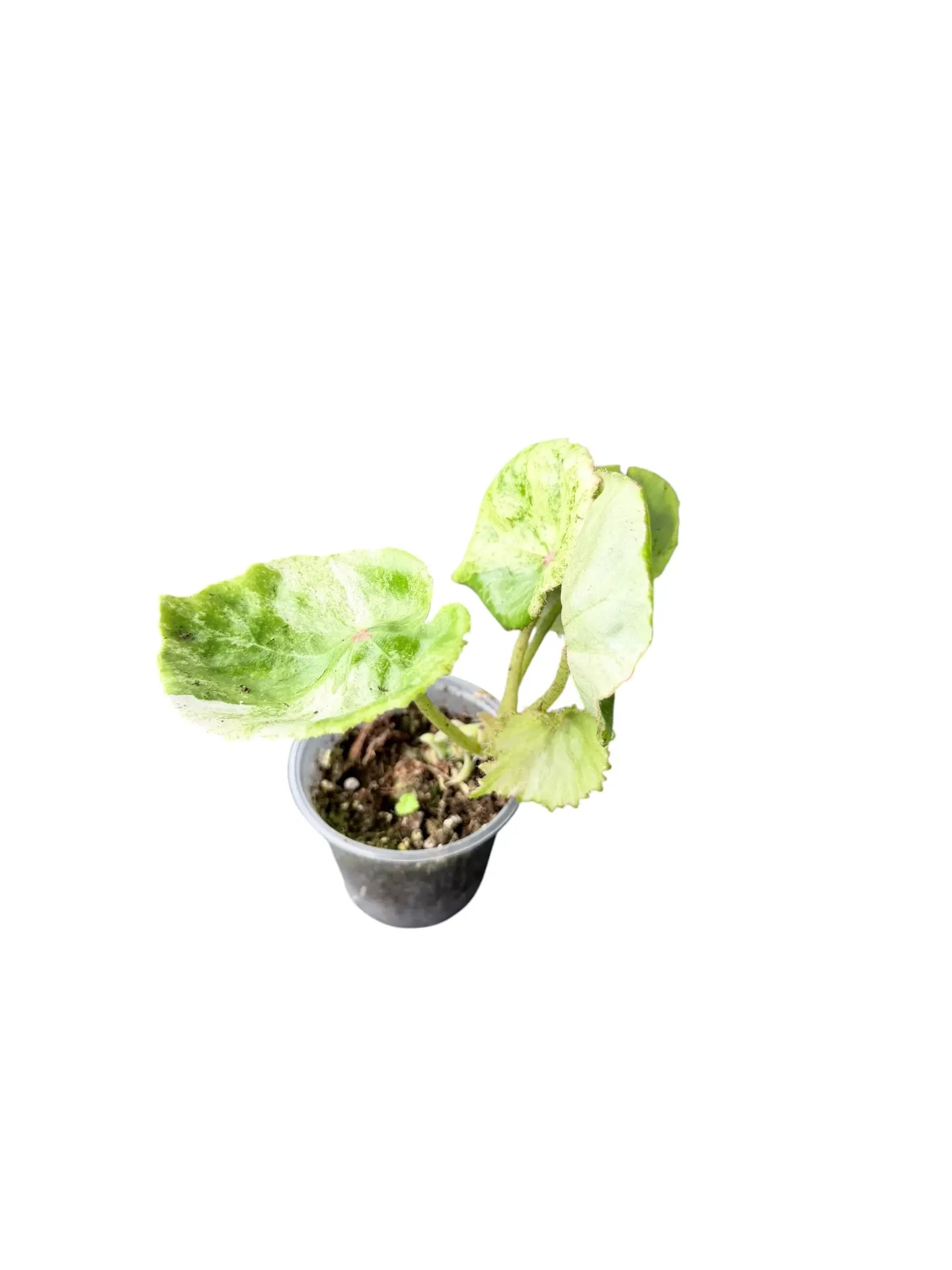 Begonia rouge variegata — Pot Ø 5 cm