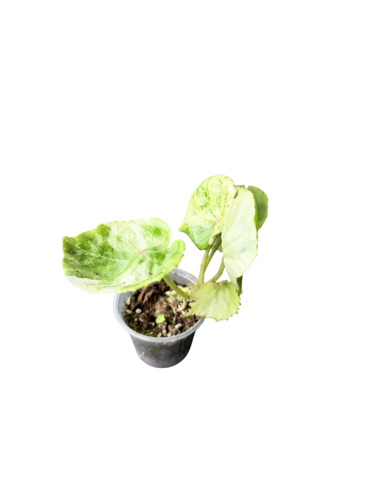 Begonia rouge variegata — Pot Ø 5 cm
