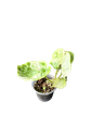 Begonia rouge variegata — Pot Ø 5 cm