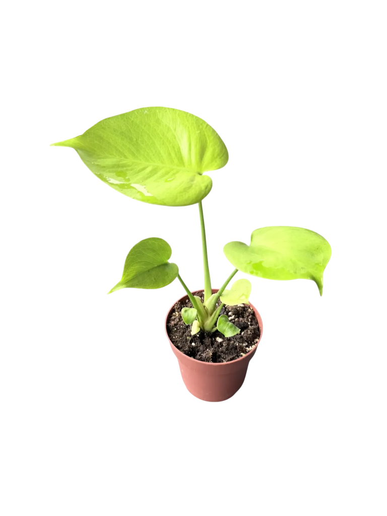 Monstera deliciosa 'Neon Lime' — Pot Ø 10 cm