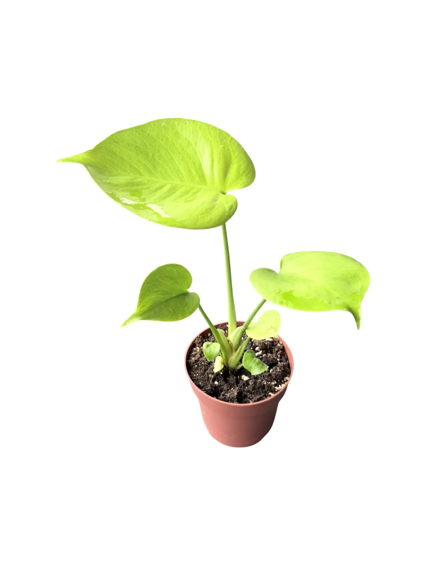 Monstera deliciosa 'Neon Lime' — Pot Ø 10 cm