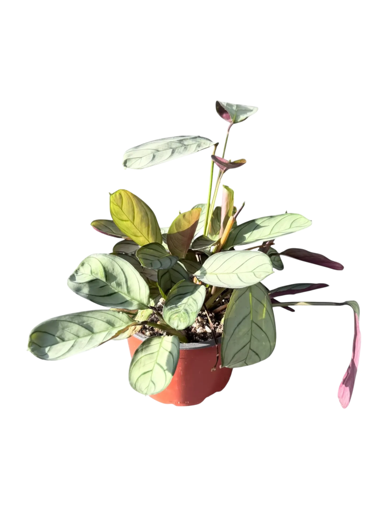 Ctenanthe burle-marxii — Pot Ø 12 cm