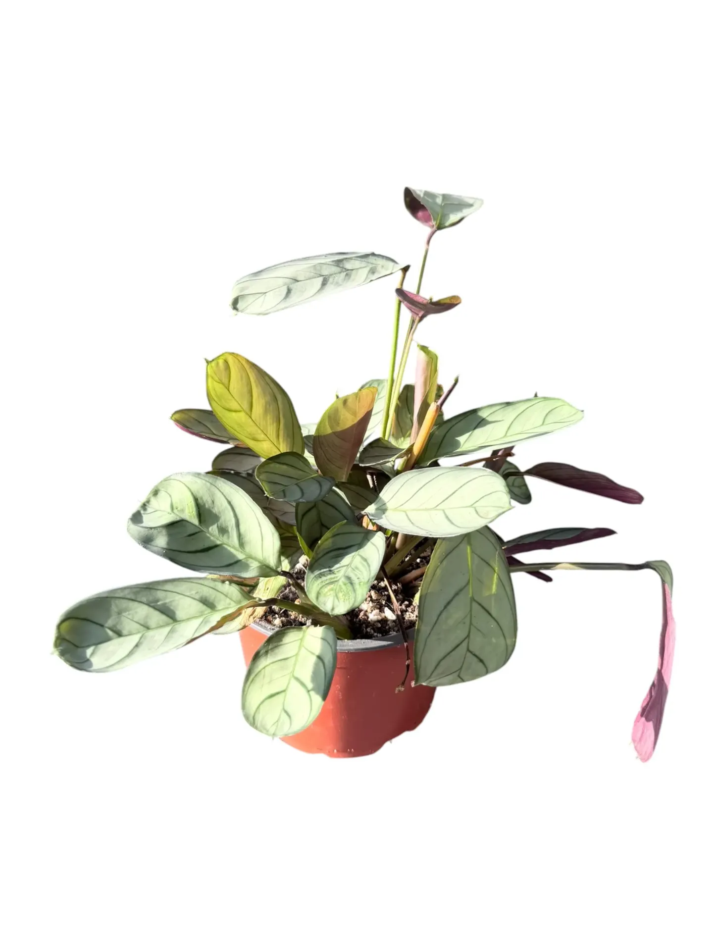 Ctenanthe burle-marxii — Pot Ø 12 cm