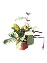Ctenanthe burle-marxii — Pot Ø 12 cm
