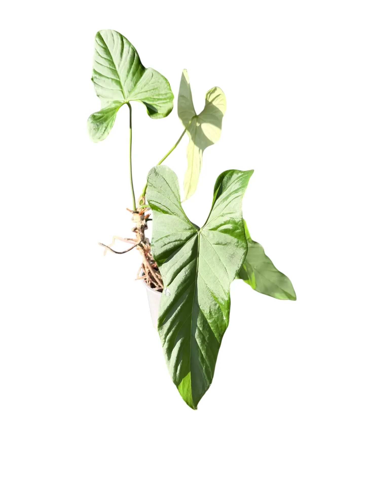 Anthurium balaoanum — Pot Ø 12 cm