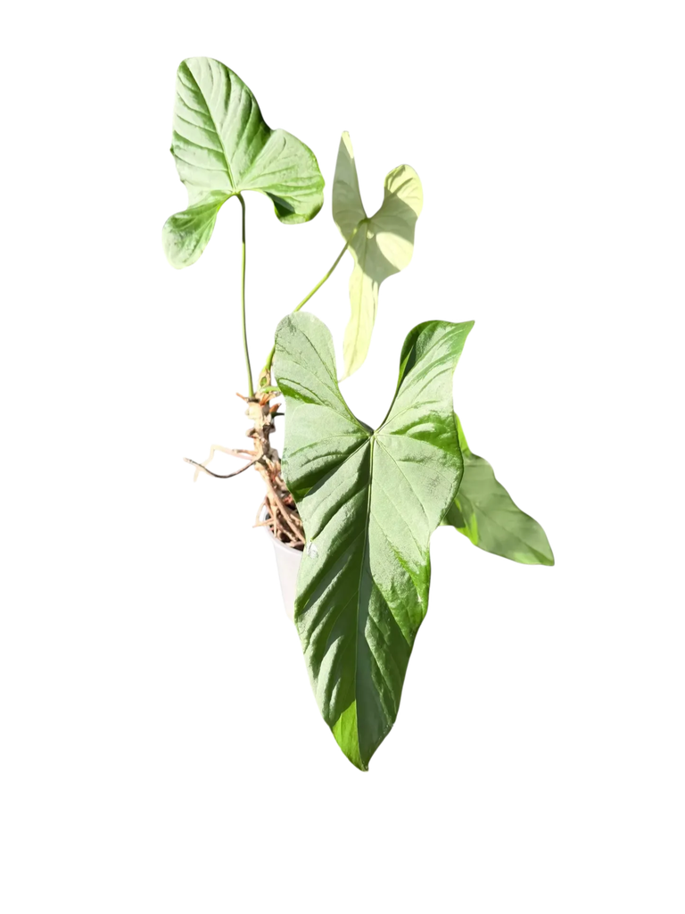 Anthurium balaoanum — Pot Ø 12 cm