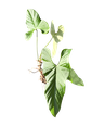 Anthurium balaoanum — Pot Ø 12 cm
