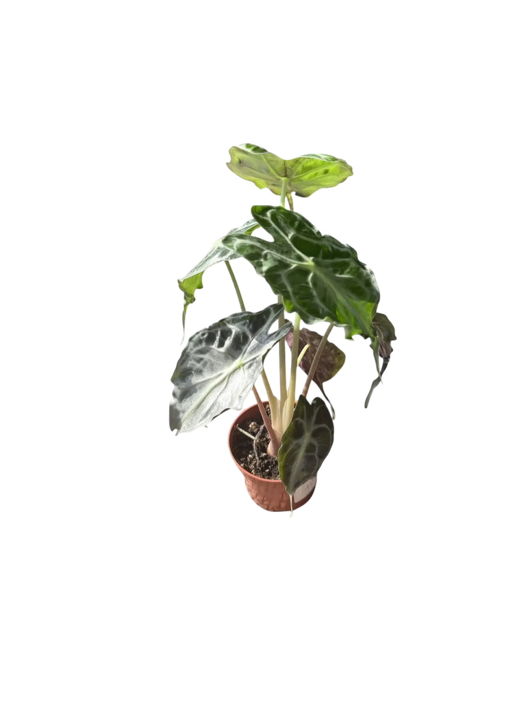 Alocasia 'Venom' — Pot Ø 9 cm